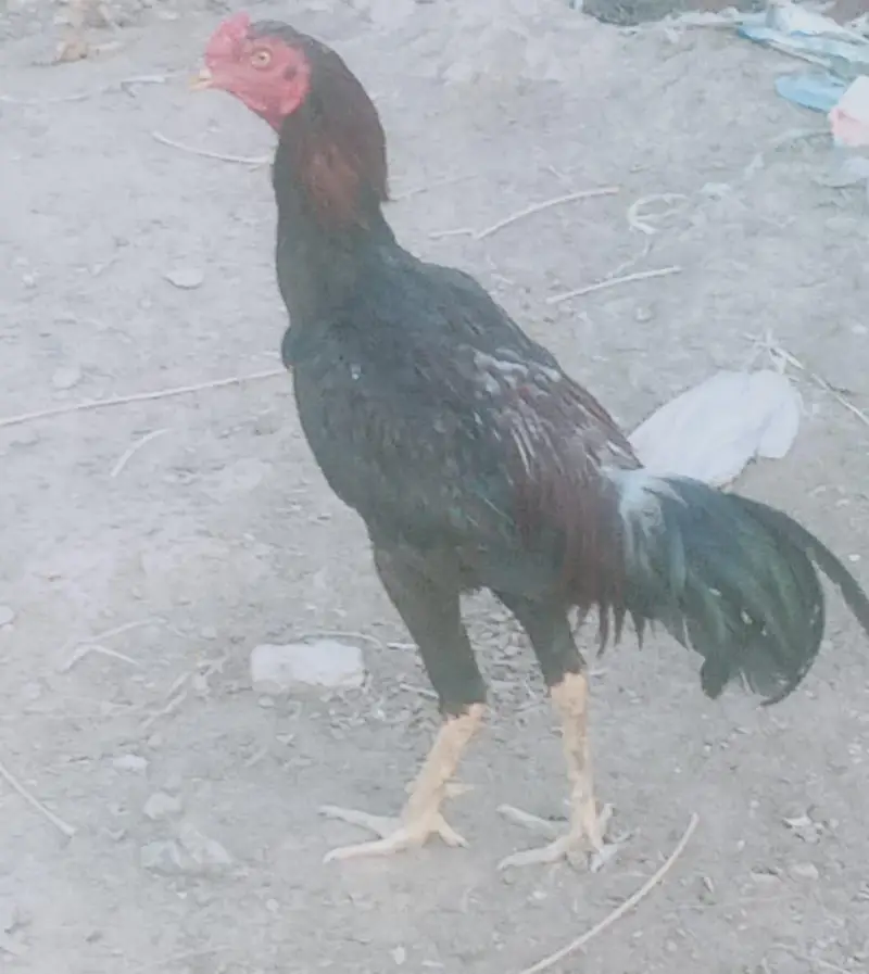 for sale location mandibhulldin cargo all Pakistan — photo 2