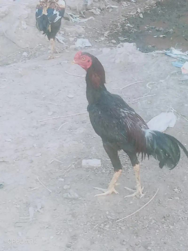 for sale location mandibhulldin cargo all Pakistan — photo 3