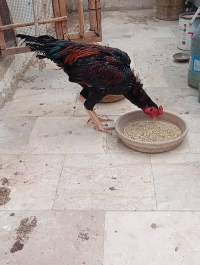 aseel morga he moje totte rakhne he is waja SE sell kr Raha hoooo