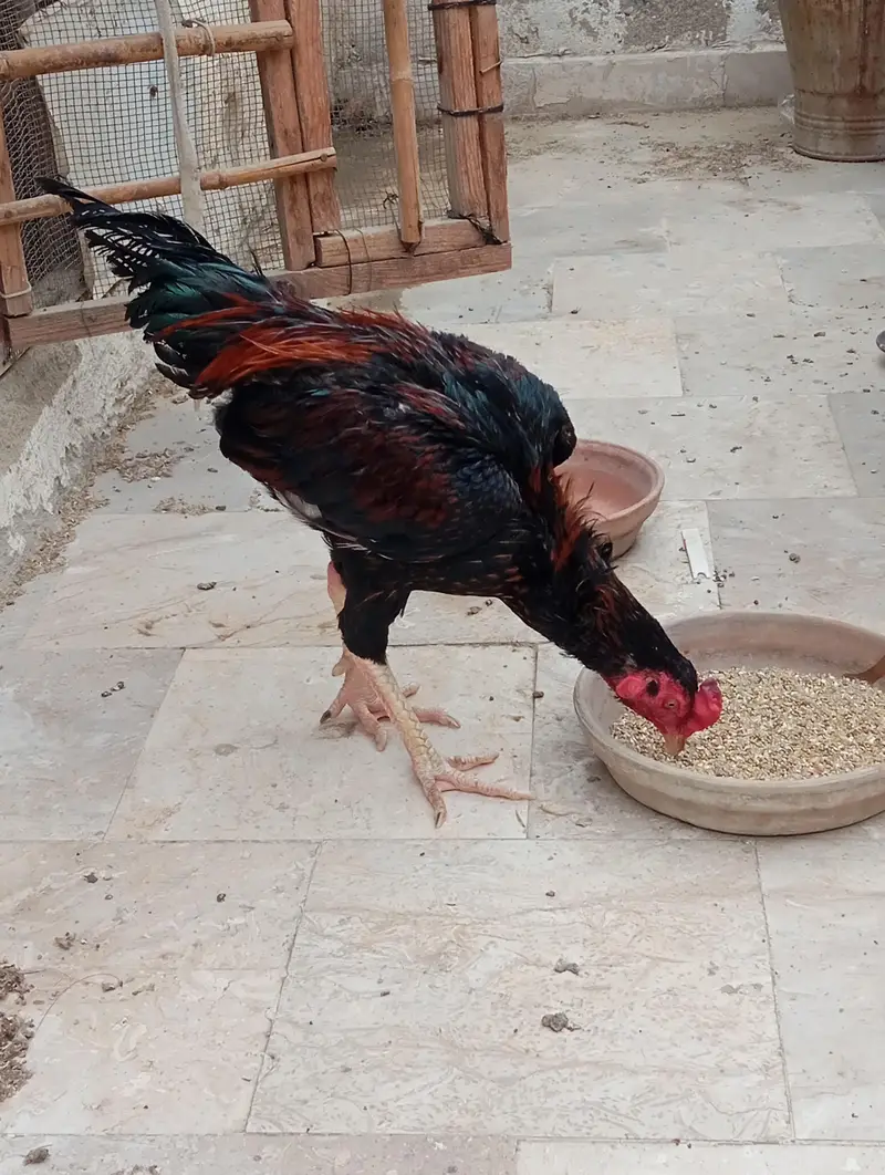 aseel morga he moje totte rakhne he is waja SE sell kr Raha hoooo — photo 2