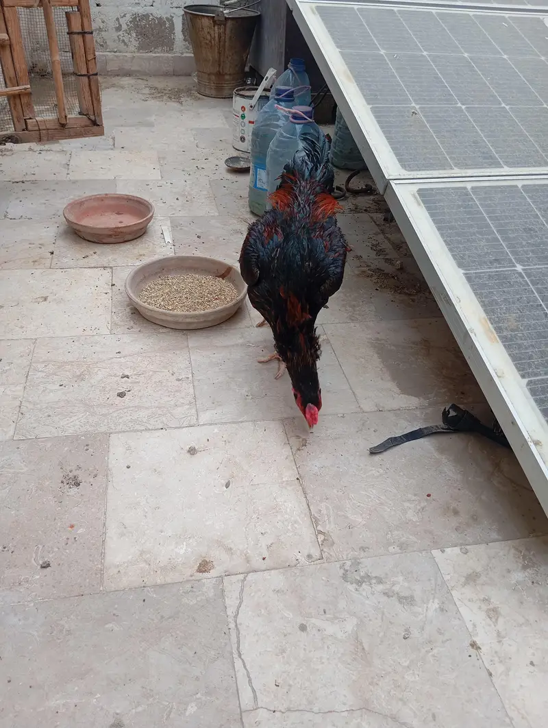 aseel morga he moje totte rakhne he is waja SE sell kr Raha hoooo — photo 5