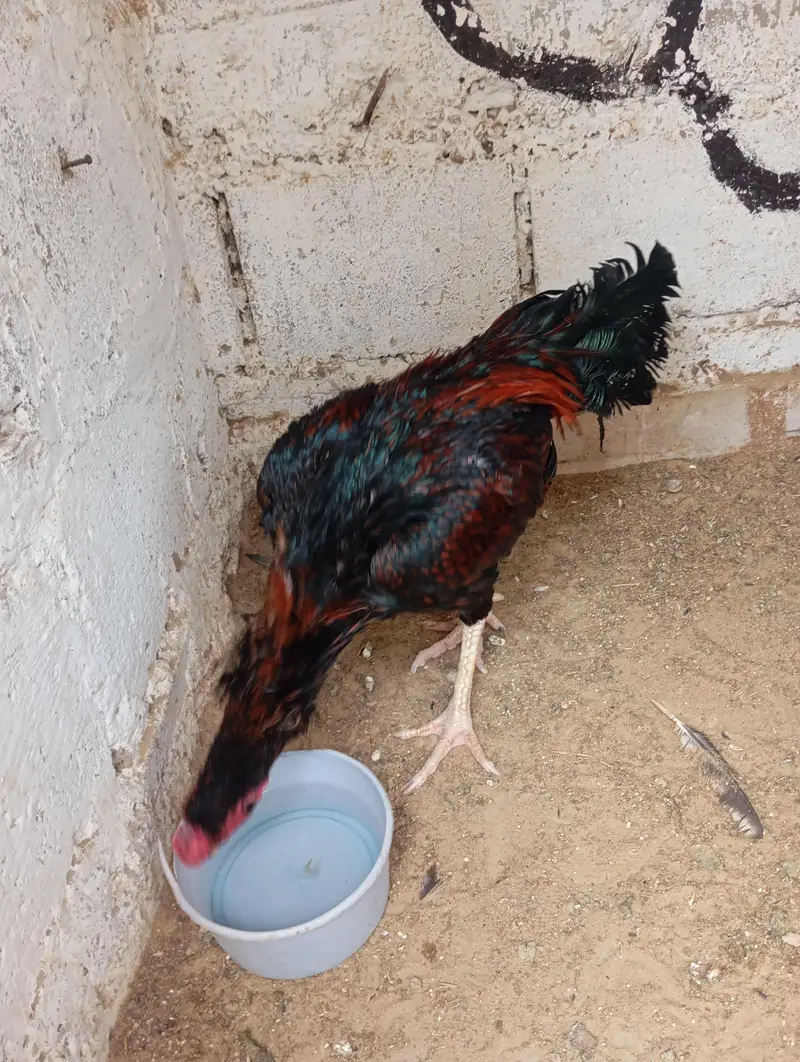 aseel morga he moje totte rakhne he is waja SE sell kr Raha hoooo — photo 6