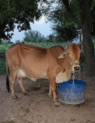 Sahiwal Cow For Sale