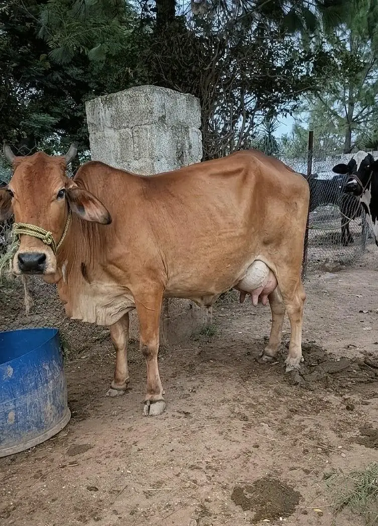 Sahiwal Cow For Sale — photo 2