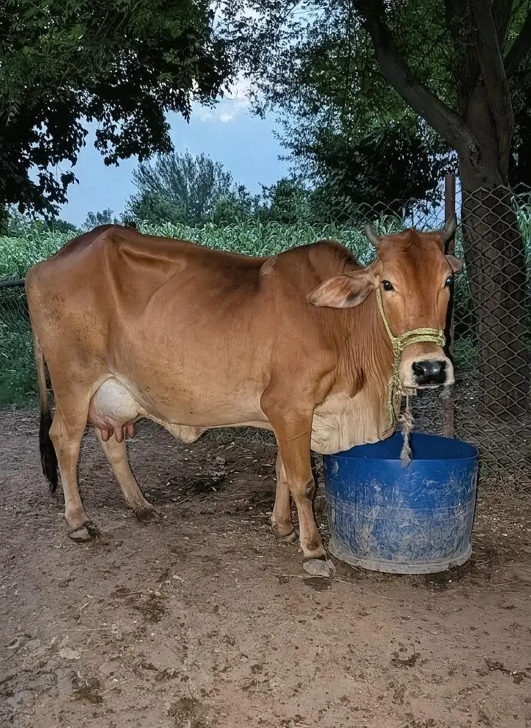 Sahiwal Cow For Sale — photo 3