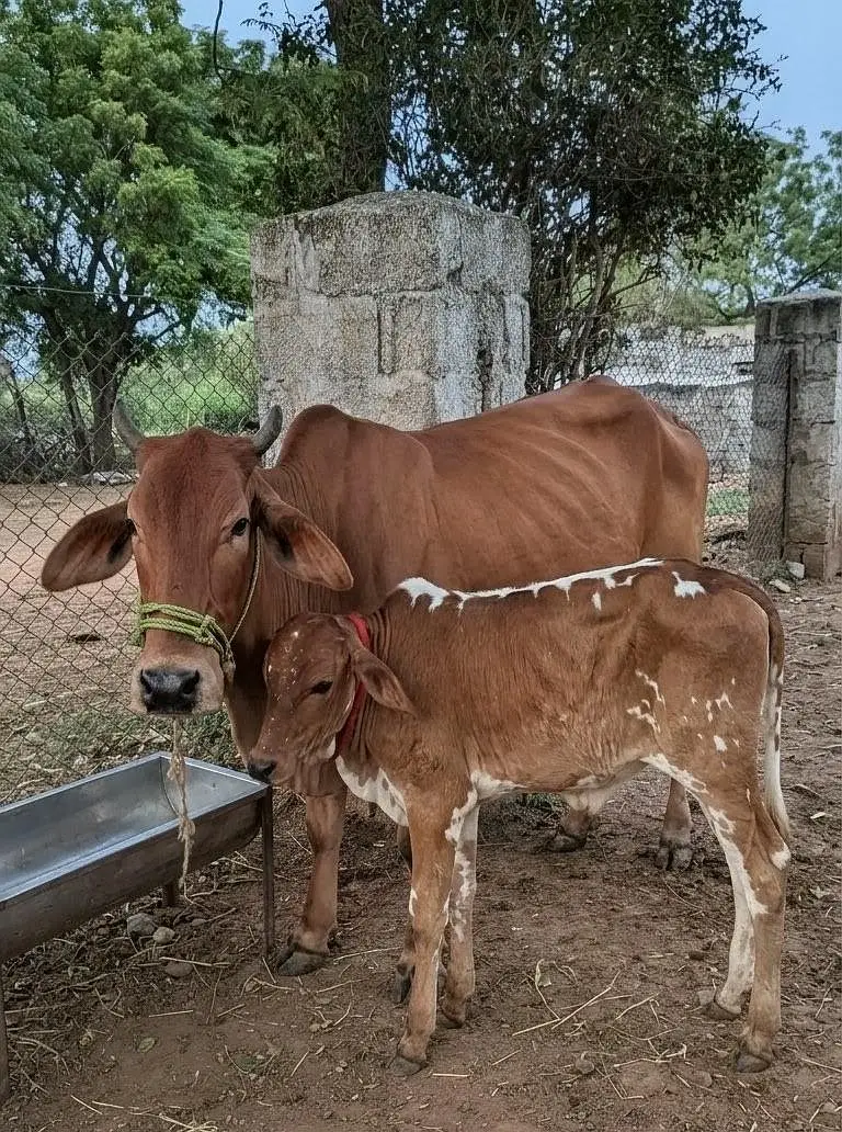 Sahiwal Cow For Sale — photo 4