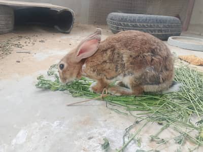 Female Rabbit - Ready to give birth- delivery available