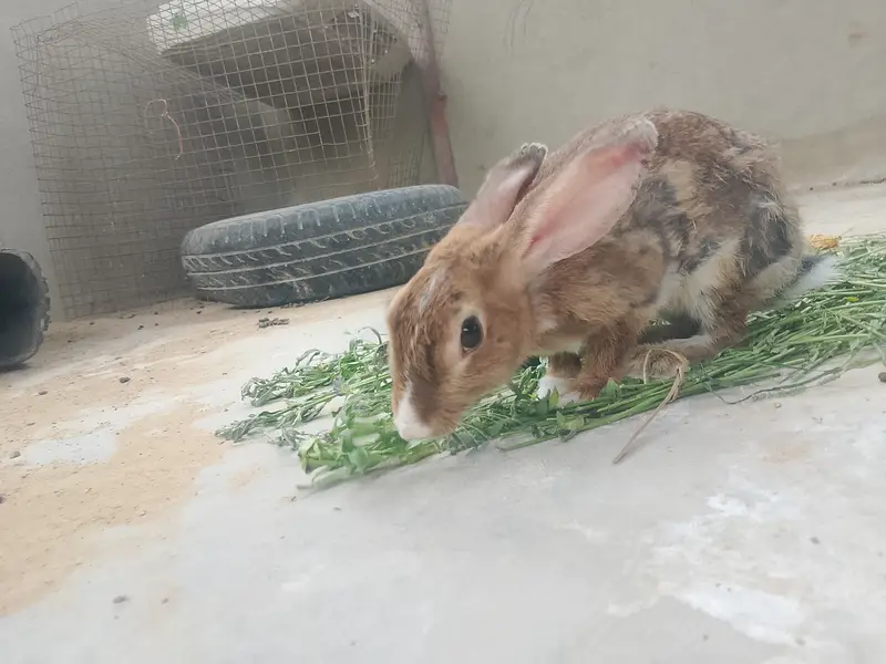 Female Rabbit - Ready to give birth- delivery available — photo 2