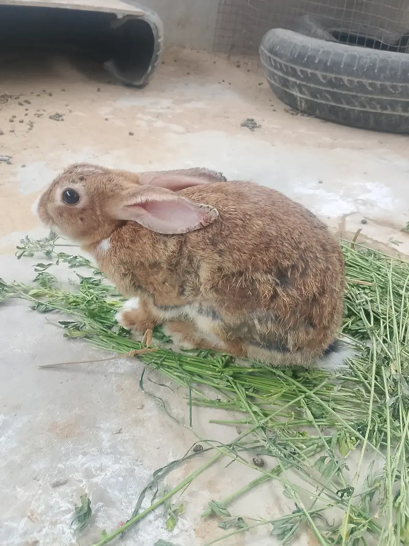 Female Rabbit - Ready to give birth- delivery available — photo 3