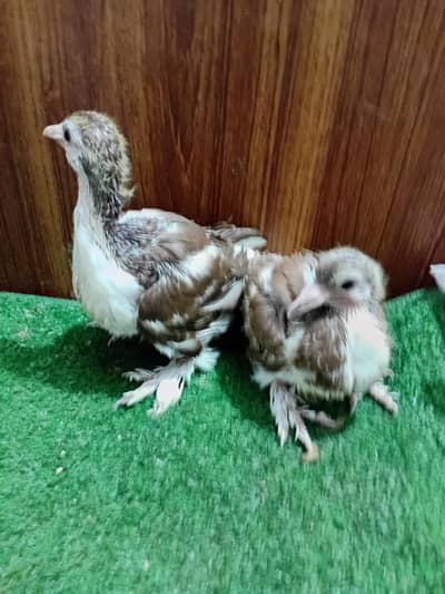 Pigeon sherazi chicks