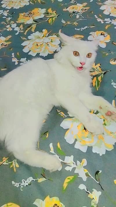 Persian young male cat
