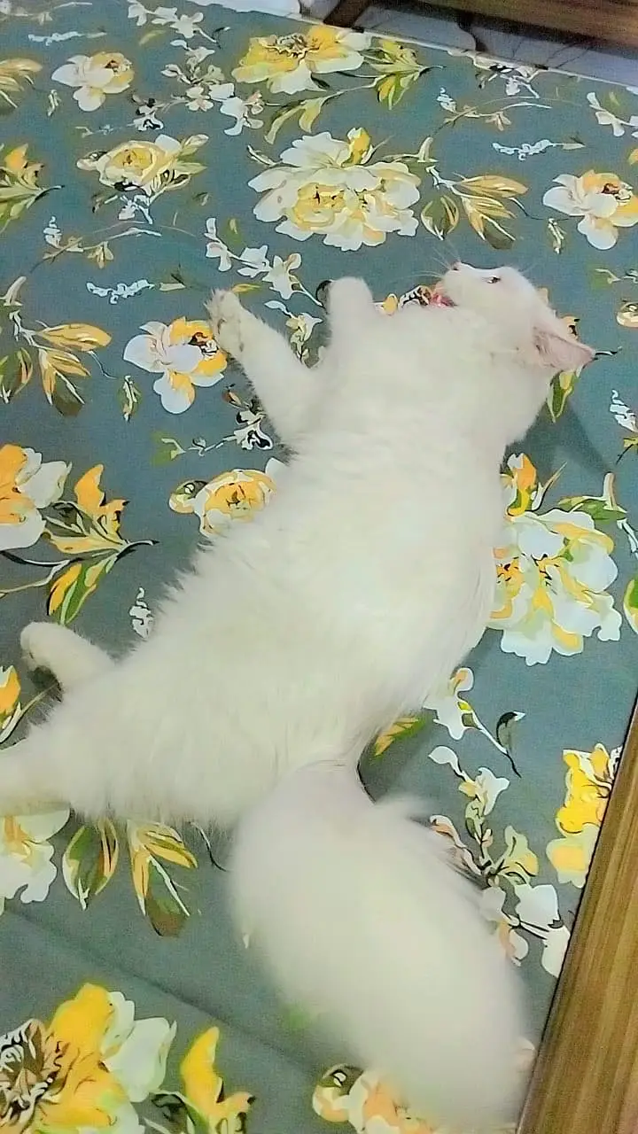 Persian young male cat — photo 2