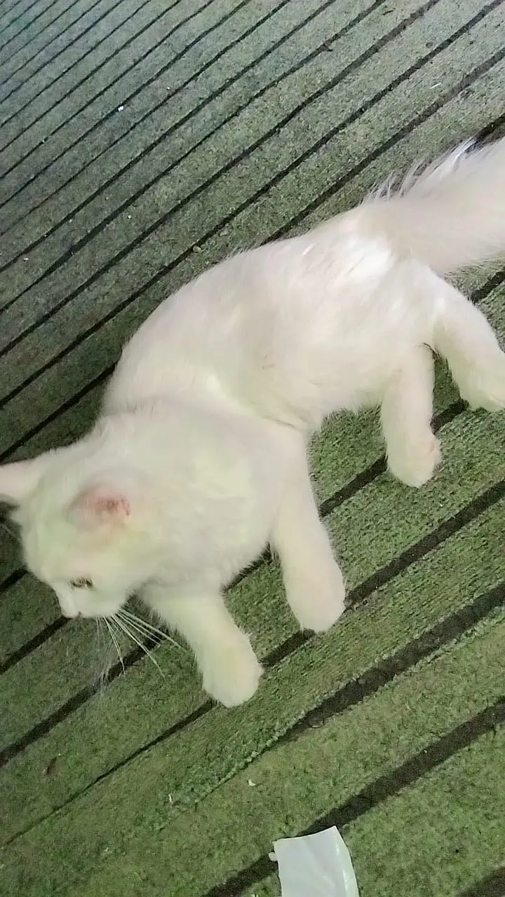Persian young male cat — photo 3