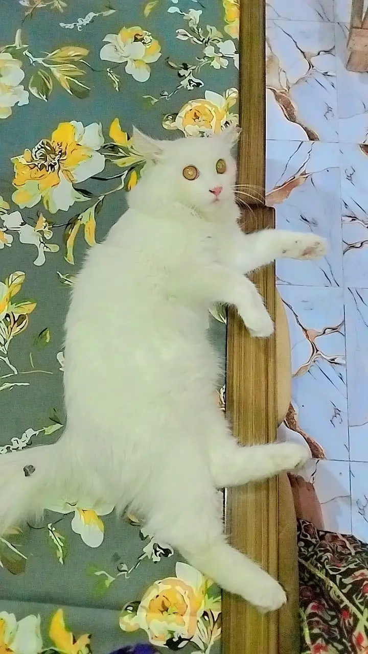 Persian young male cat — photo 4