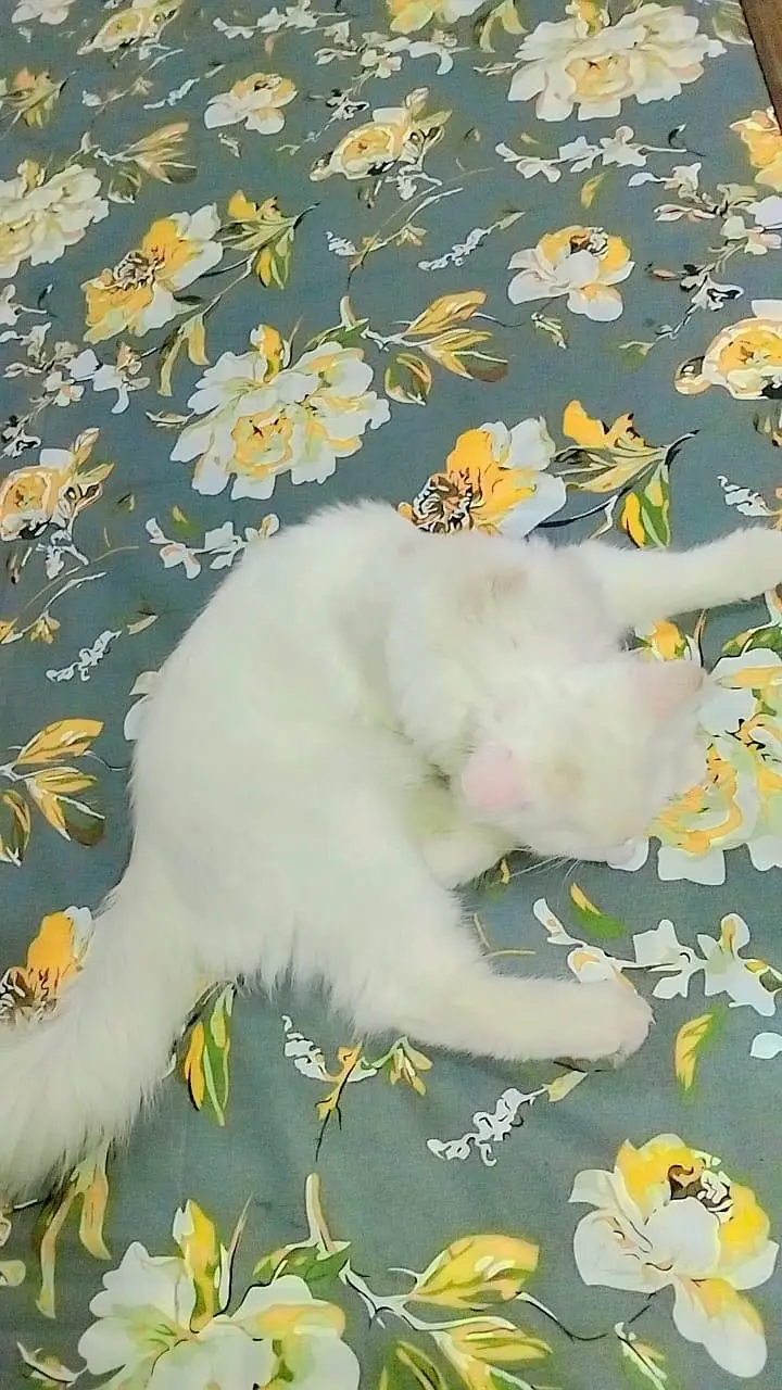 Persian young male cat — photo 5