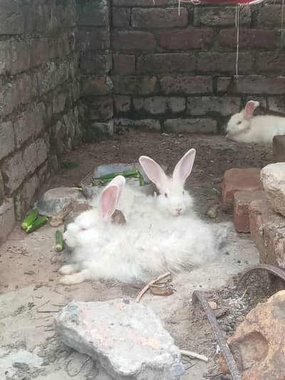 Angora Rabbits