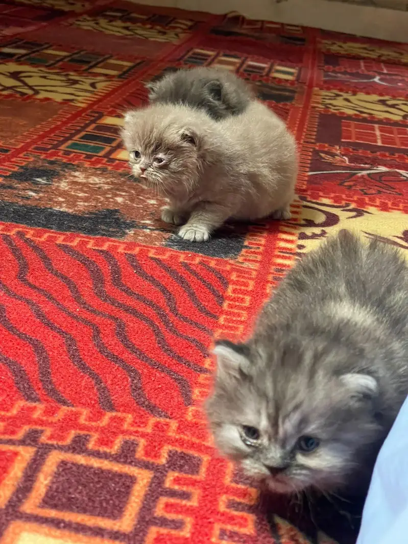 Russian cat baby for sell WhatsApp03313959216 — photo 3