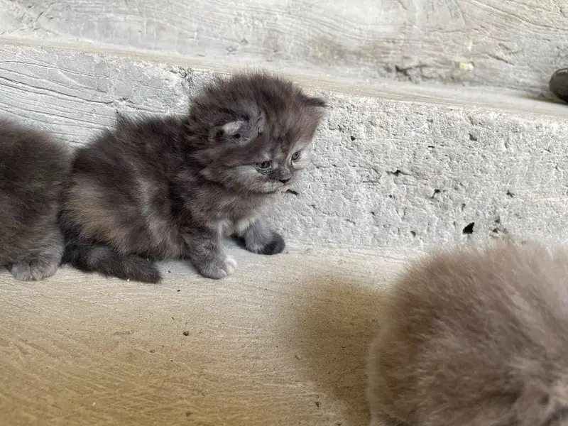 Russian cat baby for sell WhatsApp03313959216 — photo 4