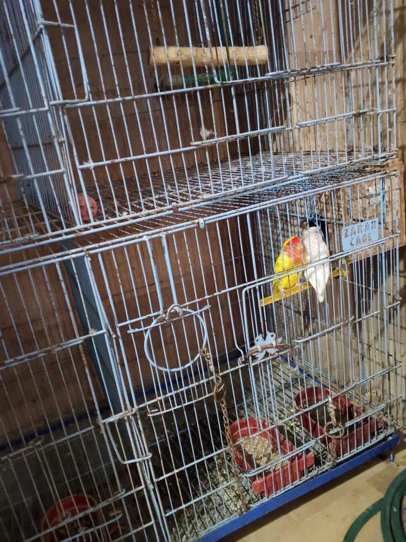cage and door — photo 2