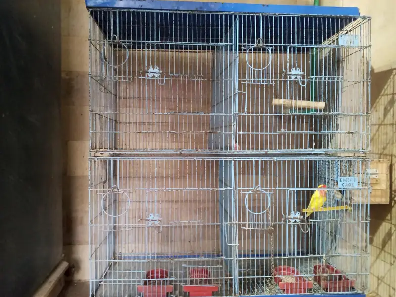 cage and door — photo 3