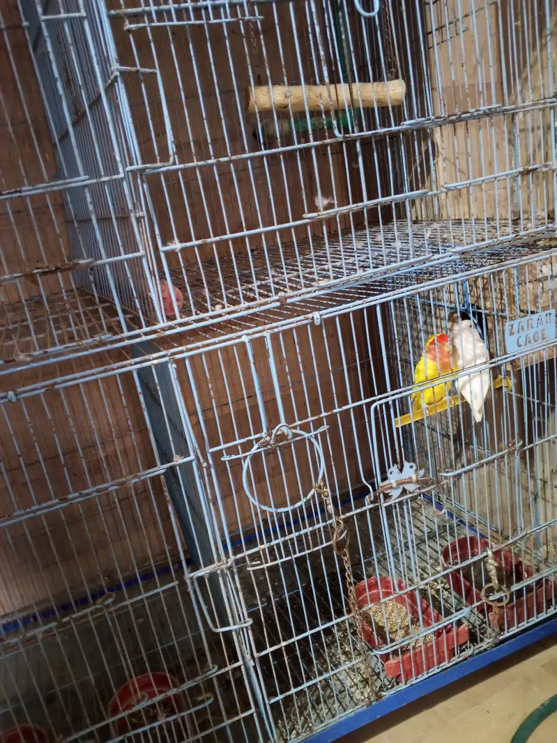 cage and door — photo 4