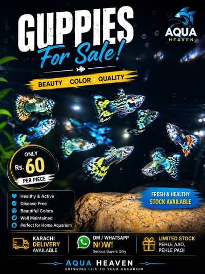 Guppies for sale