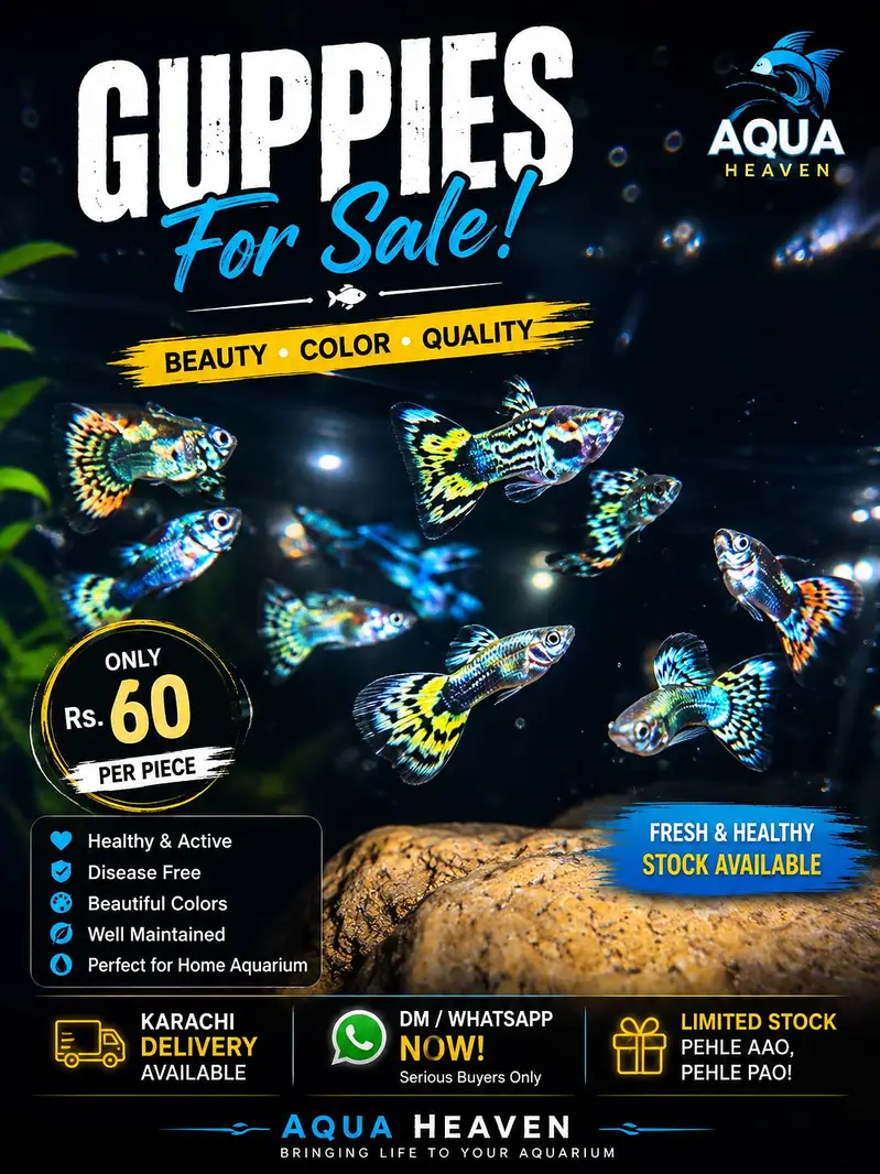Guppies for sale