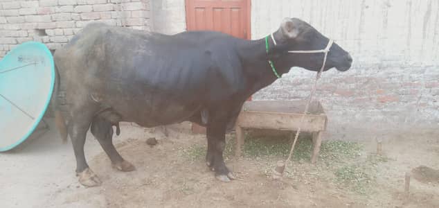 Healthy Buffalo For Sale – Multan