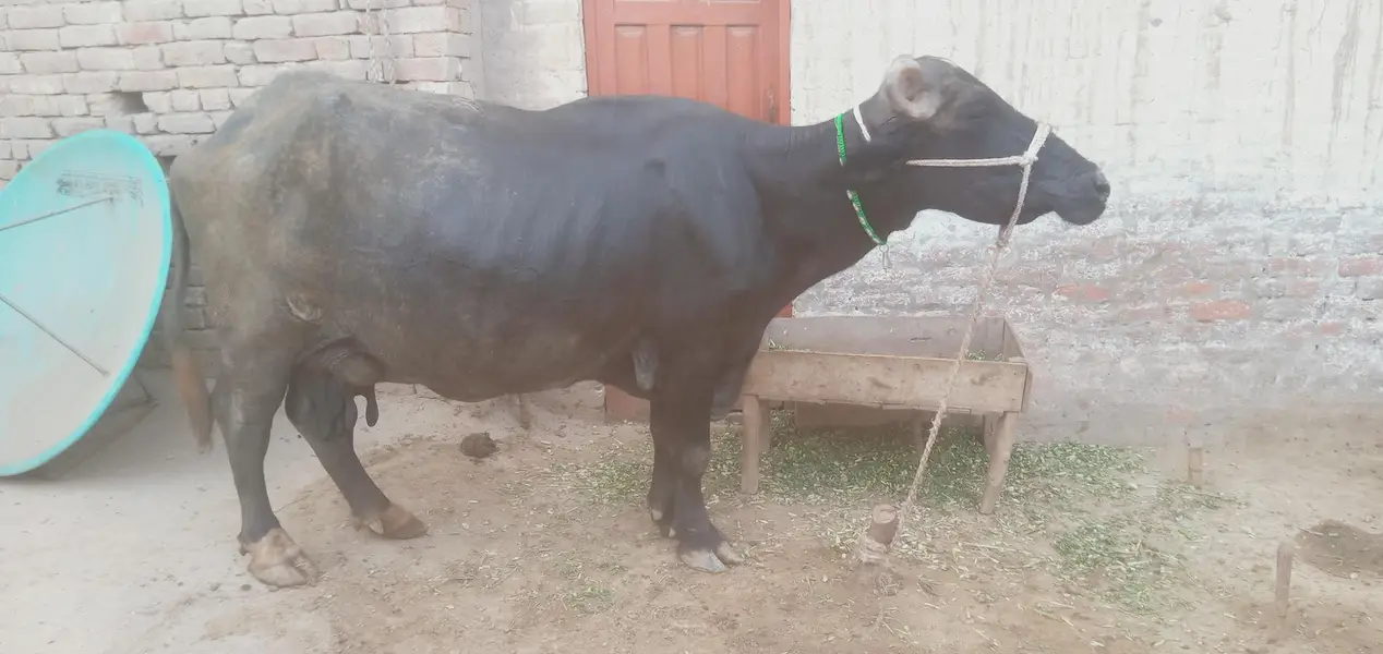 Healthy Buffalo For Sale – Multan
