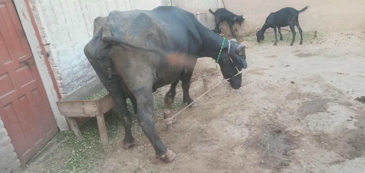 Healthy Buffalo For Sale – Multan — photo 2