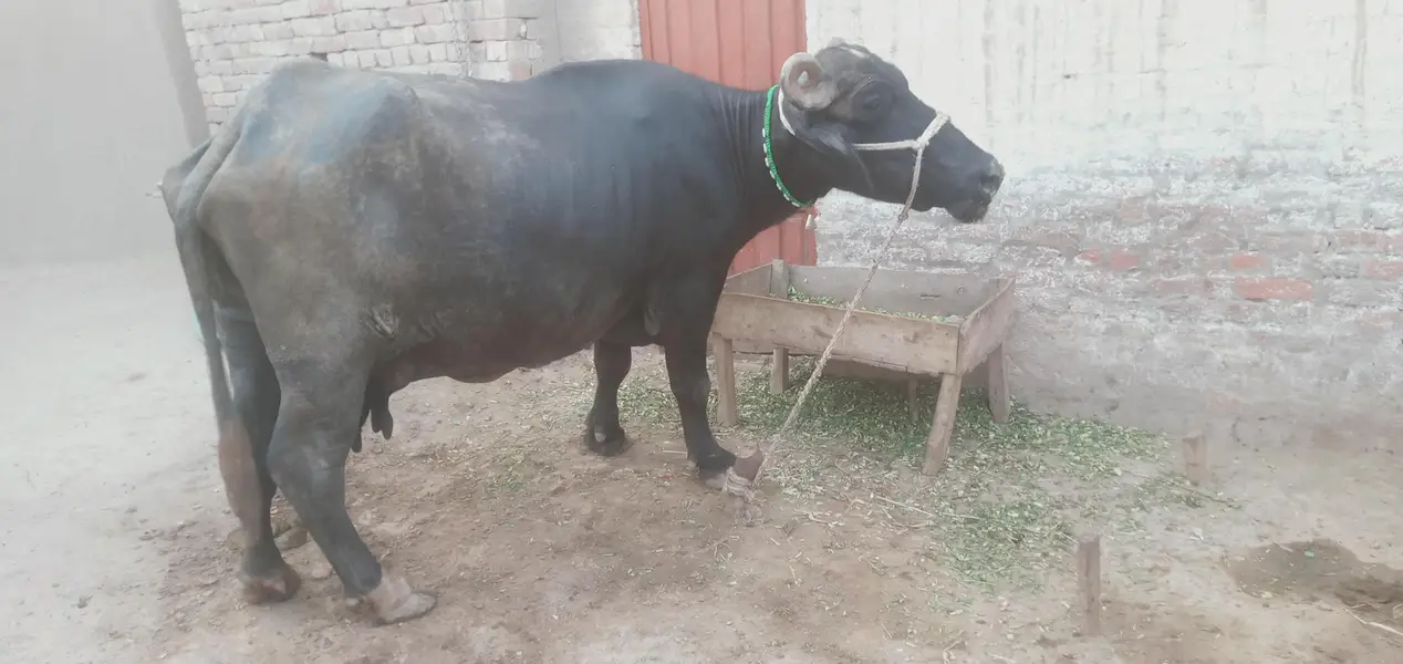 Healthy Buffalo For Sale – Multan — photo 3
