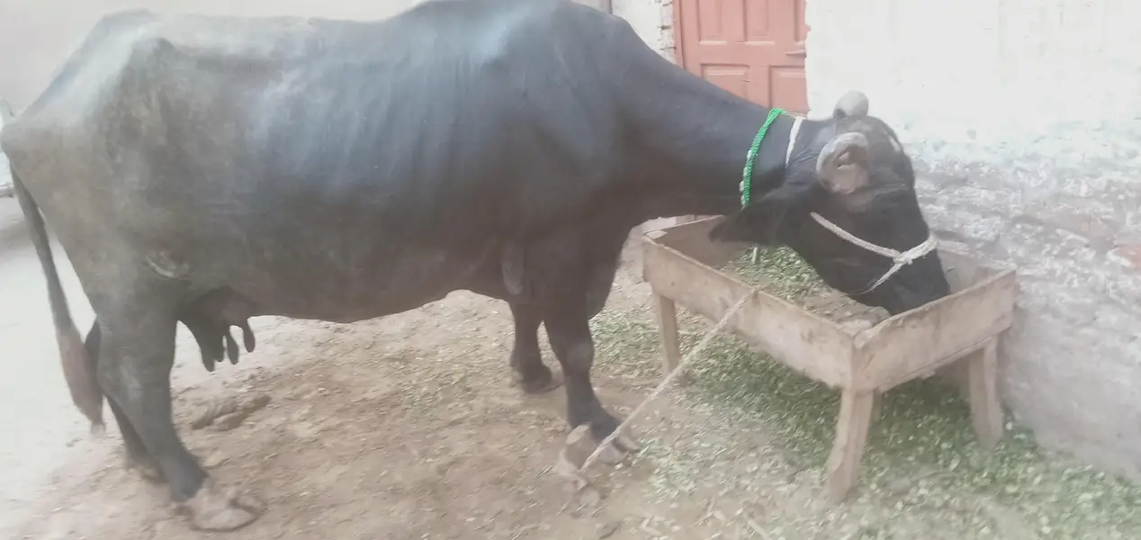Healthy Buffalo For Sale – Multan — photo 4