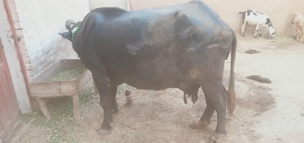 Healthy Buffalo For Sale – Multan — photo 5