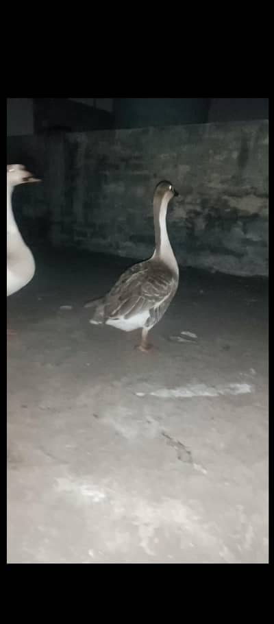 Long Nick duck available