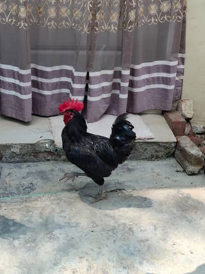 2 astrolop male for sale 3500 per piece