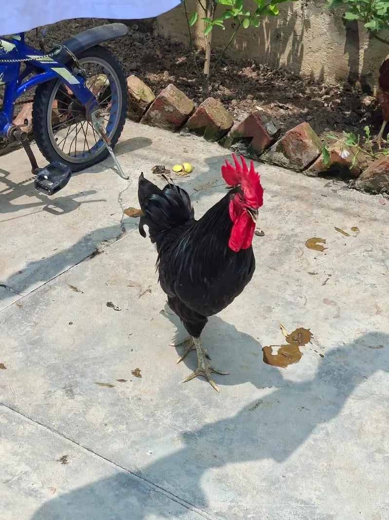 2 astrolop male for sale 3500 per piece — photo 2