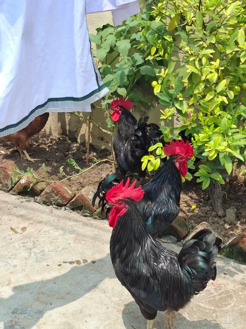2 astrolop male for sale 3500 per piece — photo 3