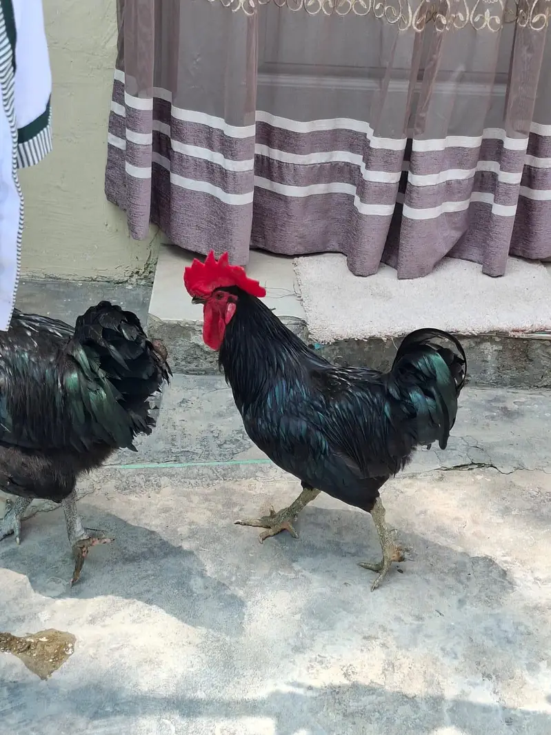 2 astrolop male for sale 3500 per piece — photo 4