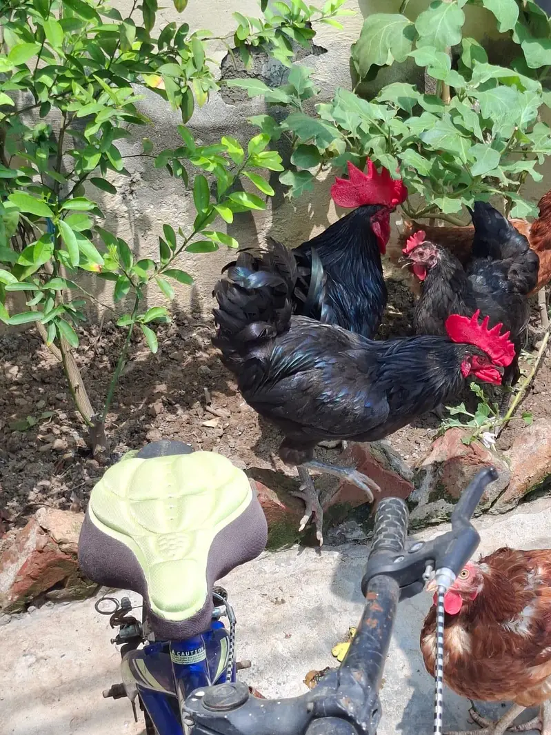 2 astrolop male for sale 3500 per piece — photo 7