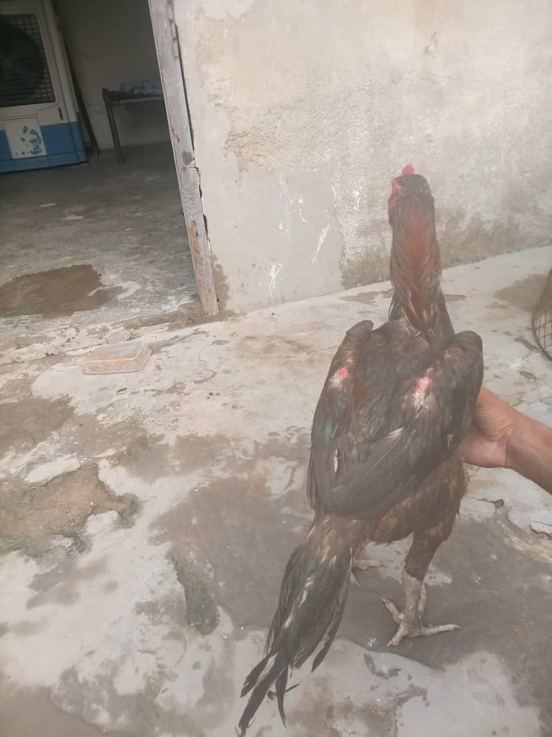 Walati cross  patha 1