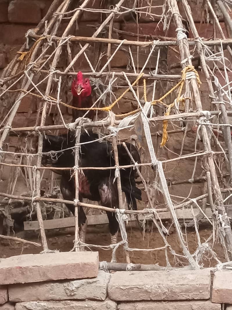 Walati cross  patha 2