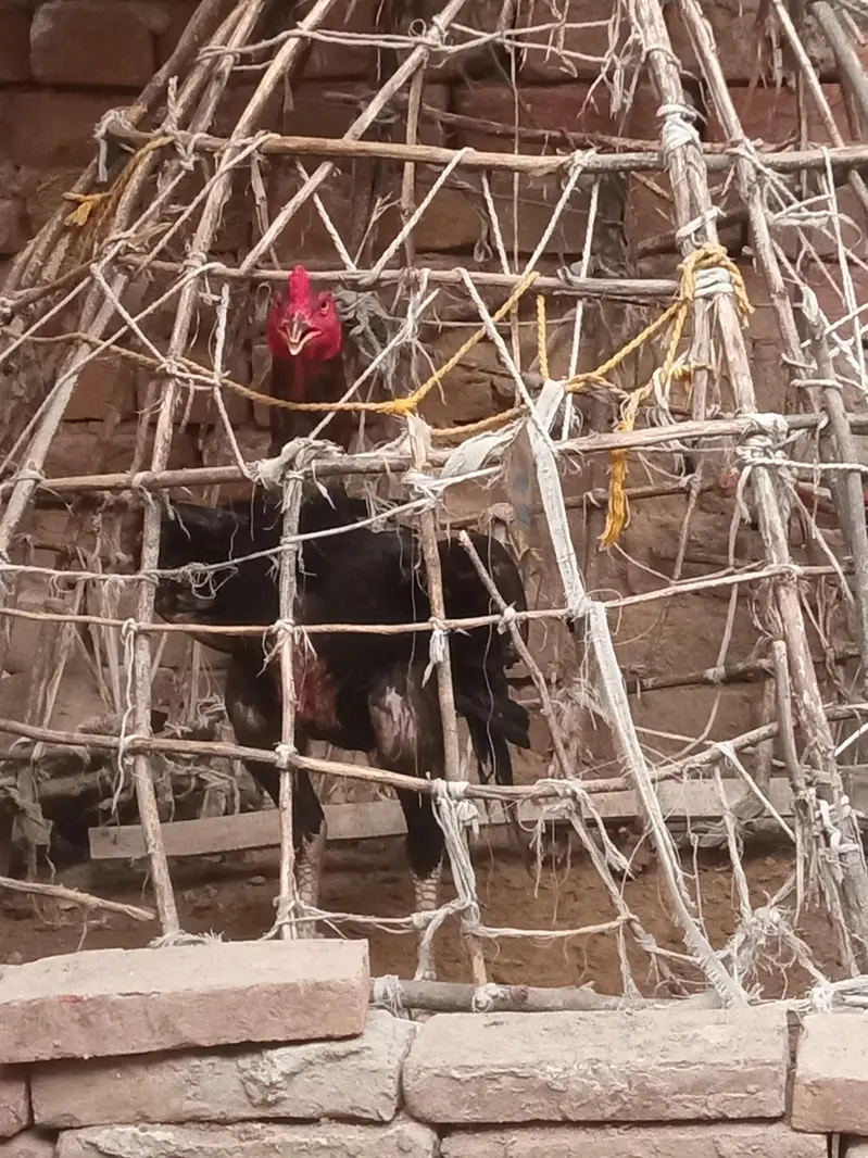 Walati cross  patha — photo 3