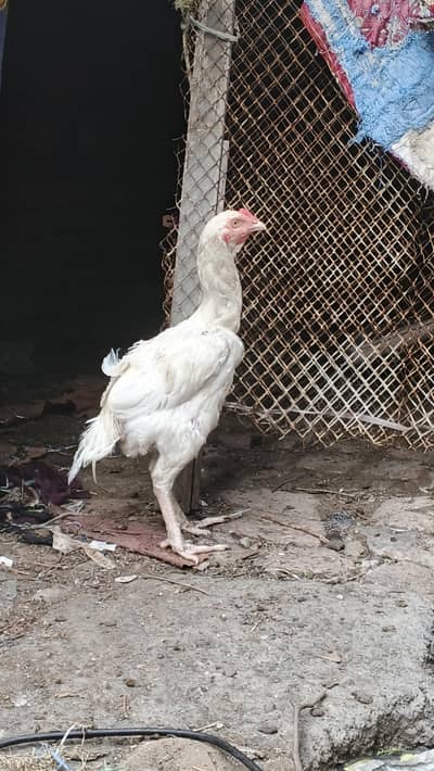 white Heera patha 6 mahine