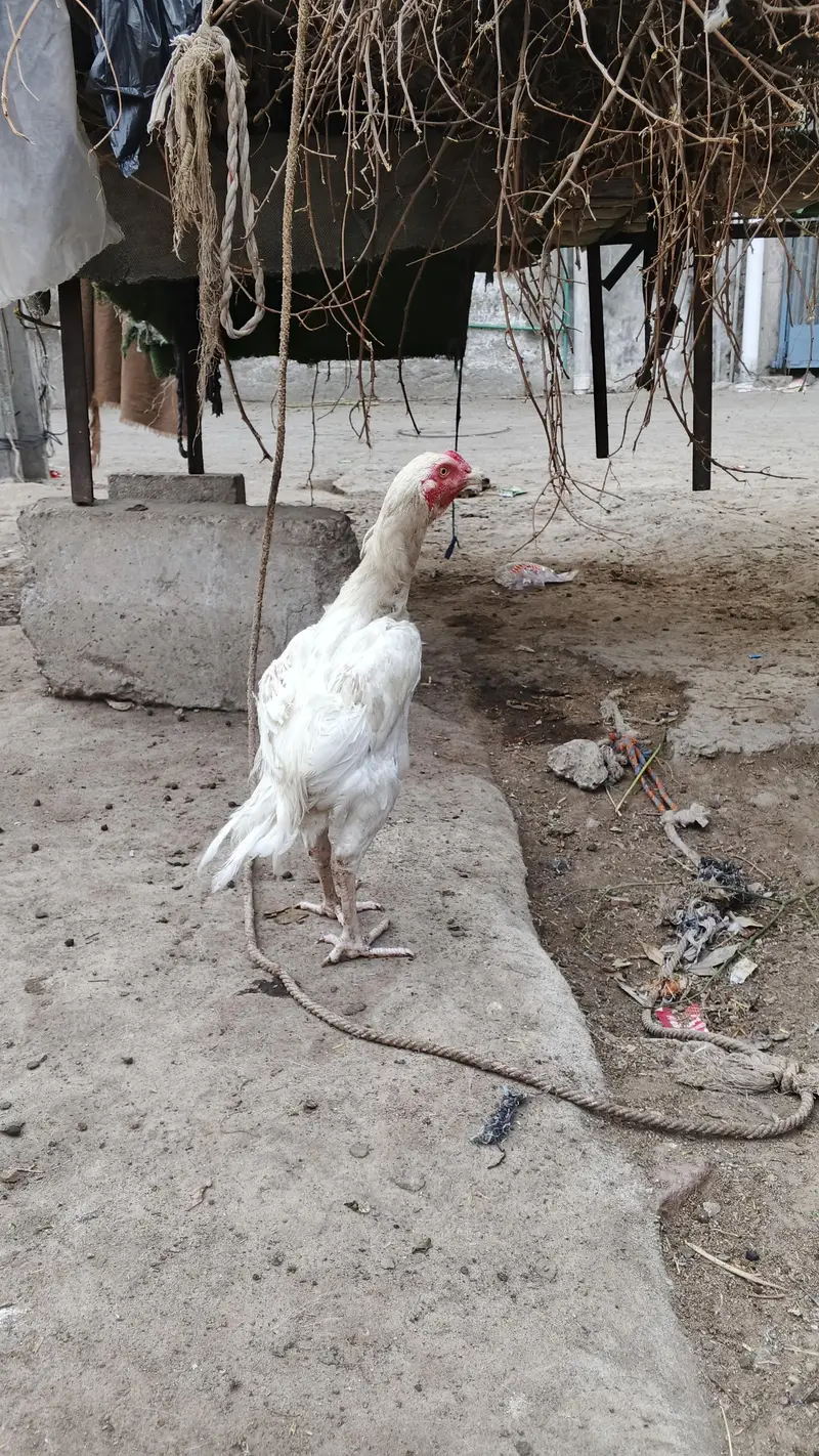 white Heera patha 6 mahine — photo 2