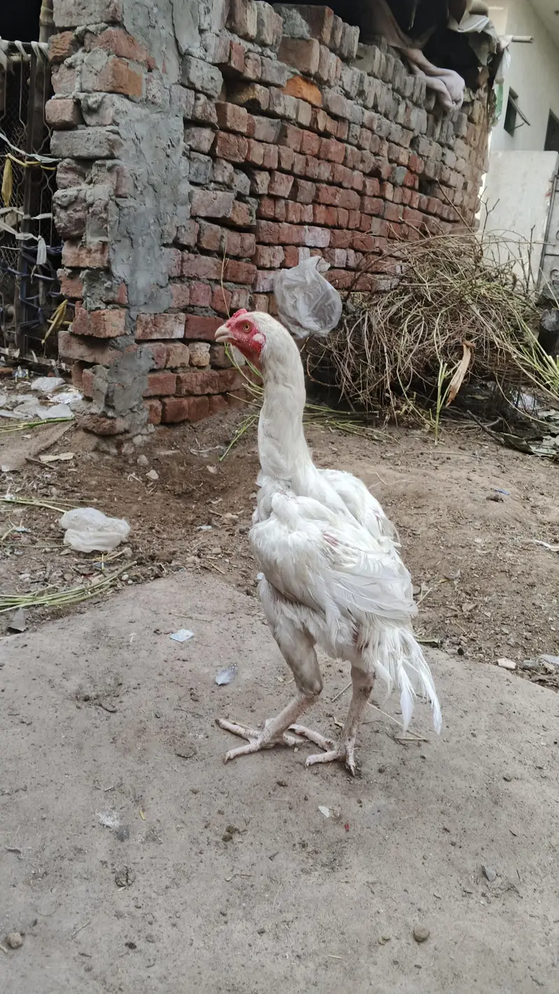 white Heera patha 6 mahine — photo 3