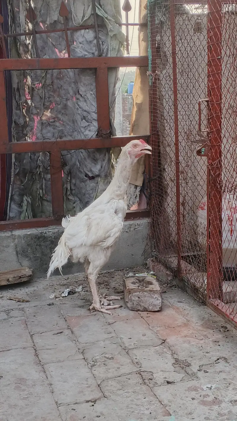 white Heera patha 6 mahine — photo 4