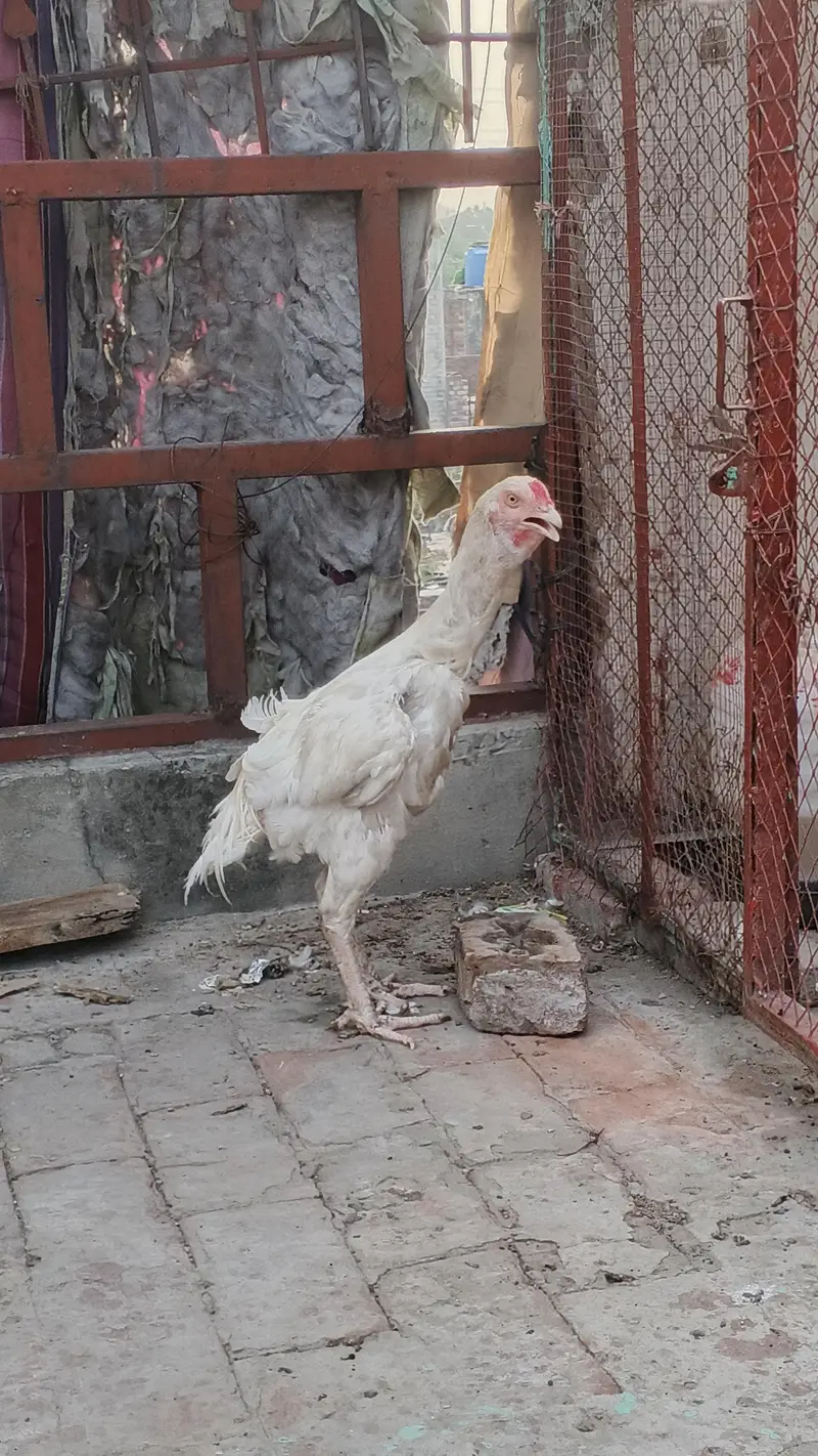 white Heera patha 6 mahine — photo 5