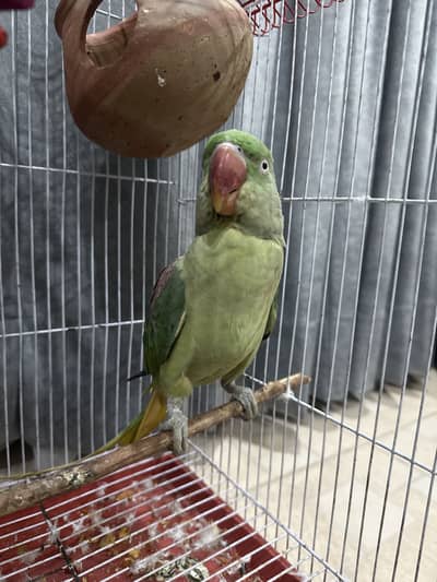 Raw parrot for sale talking (MIA MITHU) (whistling)
