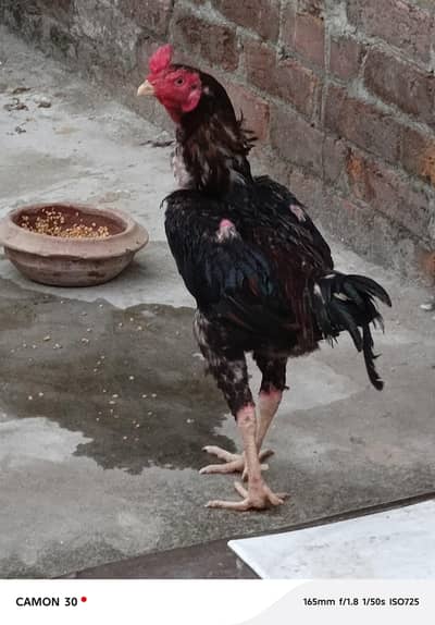 Pure Aseel mianwali young Patha for sale