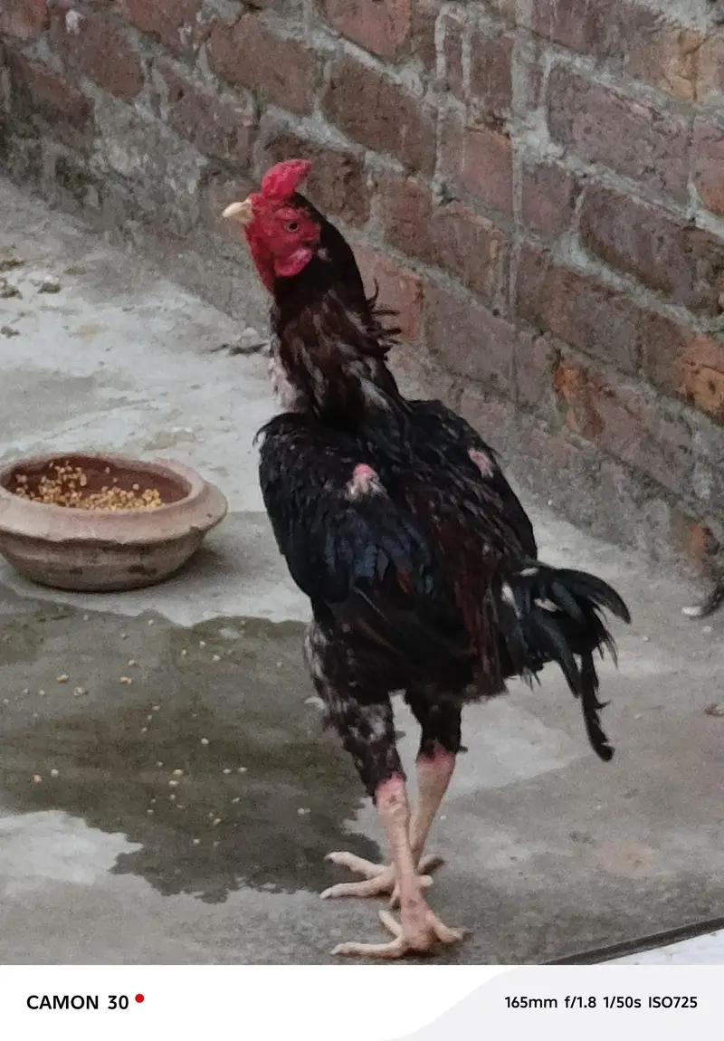 Pure Aseel mianwali young Patha for sale — photo 2